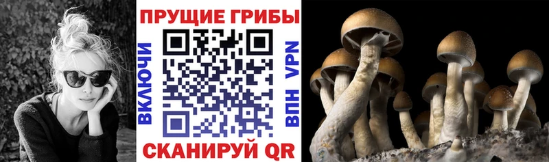 Галлюциногенные грибы Psilocybine cubensis  купить закладку  MEGA как войти  Белинский 